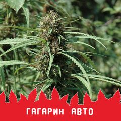 Гагарин Авто, Фасовка: 10